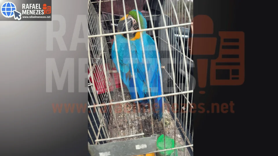 Arara-azul mantida em gaiola é apreendida pela Brigada Militar em Júlio de Castilhos
