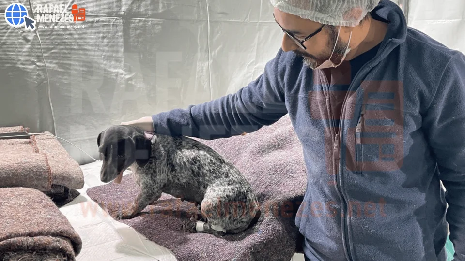 Inscrições são reabertas para castração e microchipagem de animais em Dilermando de Aguiar
