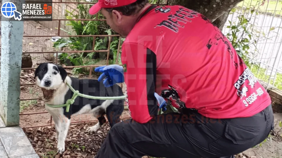 Polícia Civil resgata cão abandonado com coleira incrustada no pescoço no bairro Santa Marta