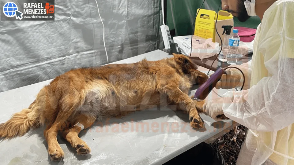 Projeto realiza castração e microchipagem de animais em Dilermando de Aguiar