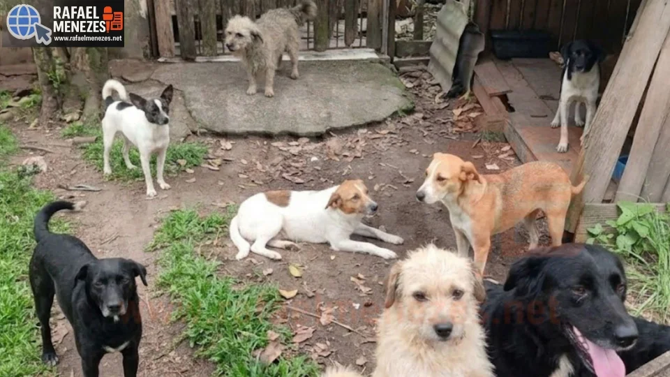 Quarenta cães precisam de ajuda urgente para sobreviver em Santa Maria