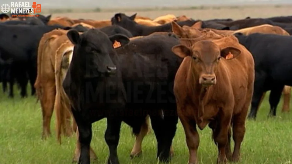 Quatro cabeças de gado são furtadas de propriedade rural no interior de Santiago