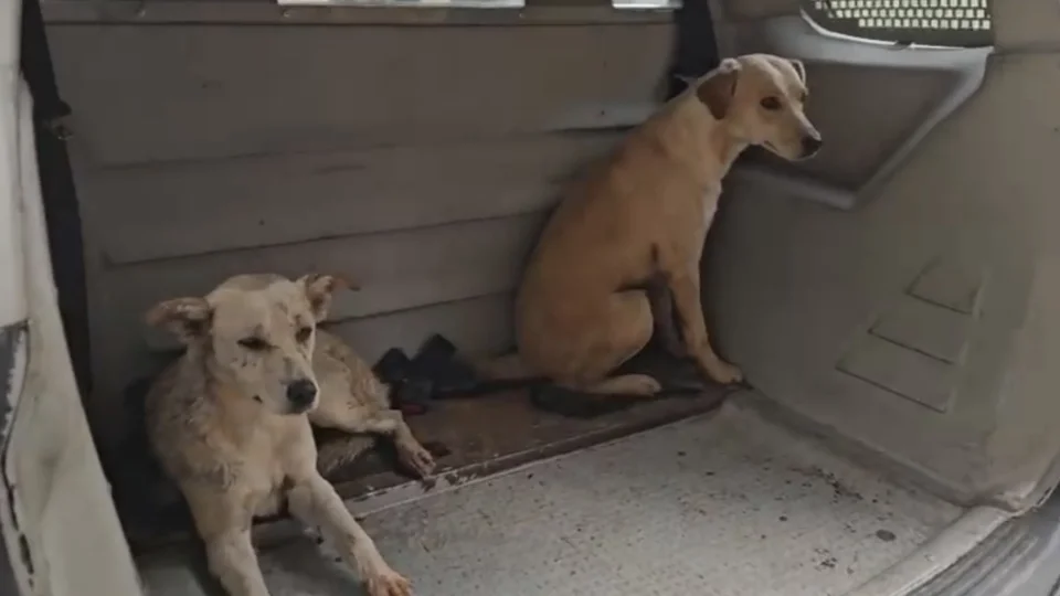 PRF resgata cachorros em risco na BR-285 em Ijuí