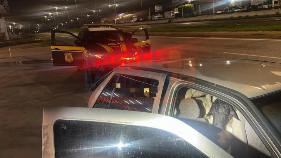 Polícia Rodoviária Federal encontra 18 bodes e carneiros amontoados em carro na BR-104; sete morreram