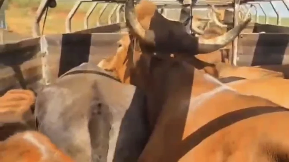 Brigada Militar atende ocorrência de suspeita de maus-tratos a animais em São Martinho da Serra