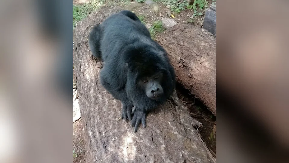 Captura do Bugio “Mochila” gera repercussão em São Francisco de Assis