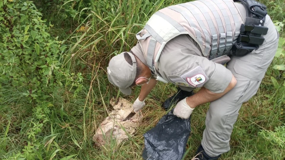 Pedaços de carne bovina são encontrados em matagal após denúncia em São Pedro do Sul