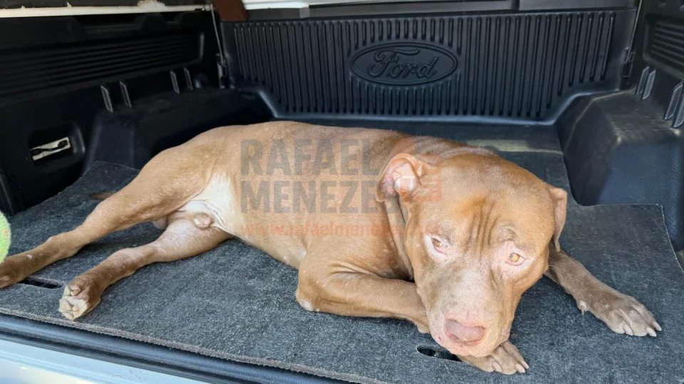 Cão da raça Pitbull ataca mulher em Santa Maria