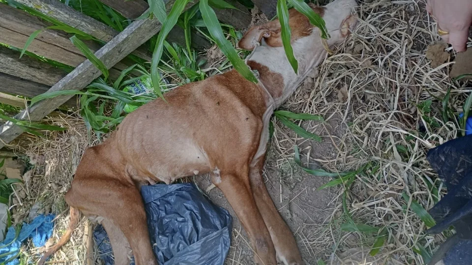 Homem é preso por maus-tratos a animal em São Gabriel