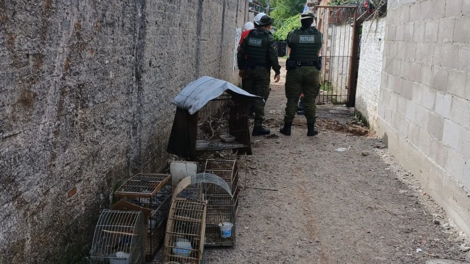 Cativeiro ilegal de aves silvestres é flagrado em residência de Santa Maria