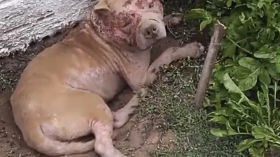 Cachorro é resgatado após denúncia de maus-tratos em Santa Maria