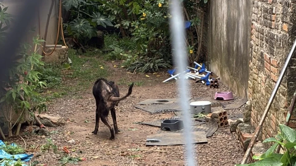 Homem é preso por maus-tratos a animais em São Gabriel