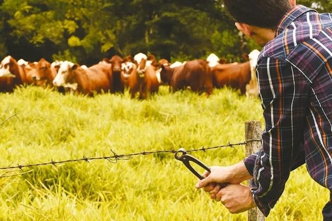 Produtor rural é alvo de terceiro abigeato em três meses em São Martinho da Serra