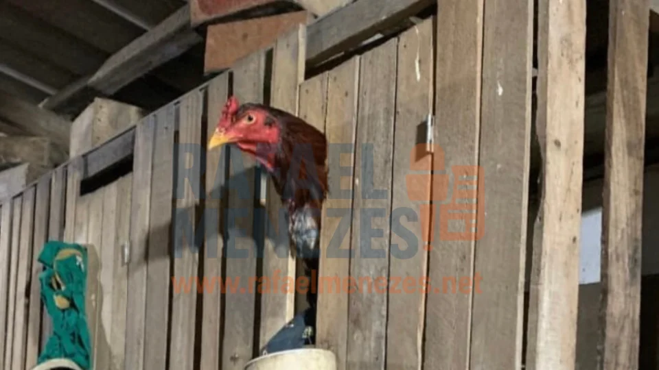 Brigada Militar flagra rinha de galos e apreende 20 aves em Restinga Sêca