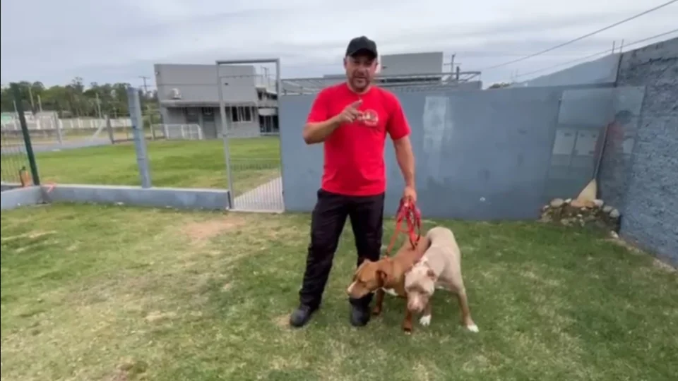 Vídeo – Adestrador alerta sobre responsabilidade ao adquirir cães e destaca importância da socialização