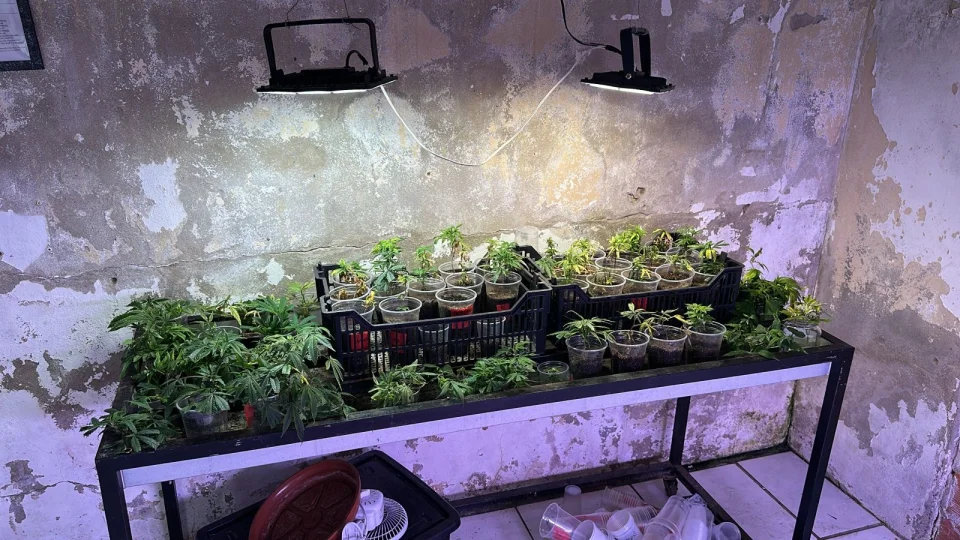 Polícia Federal deflagra operação contra cultivo e produção irregular de derivados de cannabis