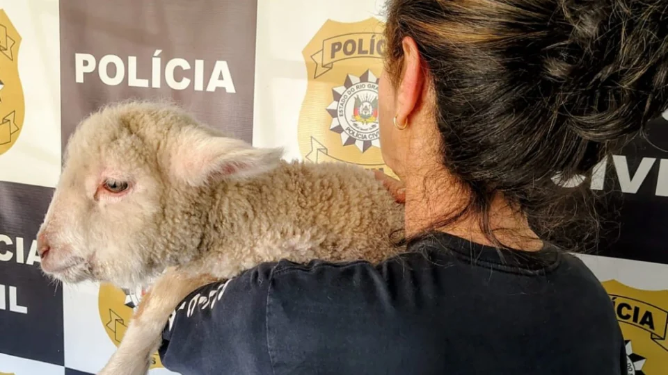 Ovelha é apreendida em situação de maus-tratos em apartamento
