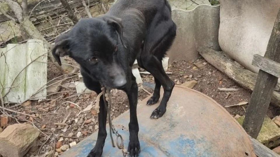 Casal é preso por crueldade contra animais em São Sepé
