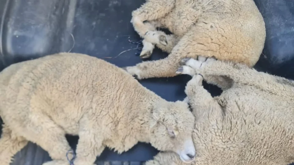 Homem é preso por receptação de animais furtados em São Gabriel