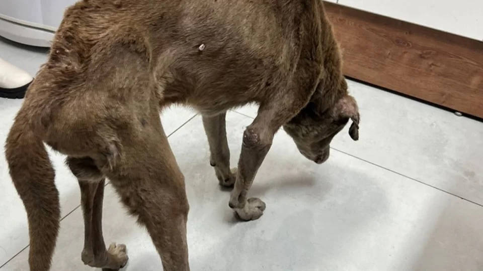Brigada Militar resgata cão em situação de maus-tratos em Santa Maria