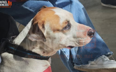 rafaelmeneze.net (3)